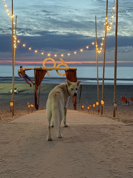 A white dog stands on a sandy path, looking back towards the viewer, as string lights illuminate the way to the sea at Strandafgang Zuiderduin, Zandvoort